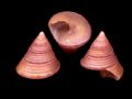 Calliostoma ziziphinum juvenis